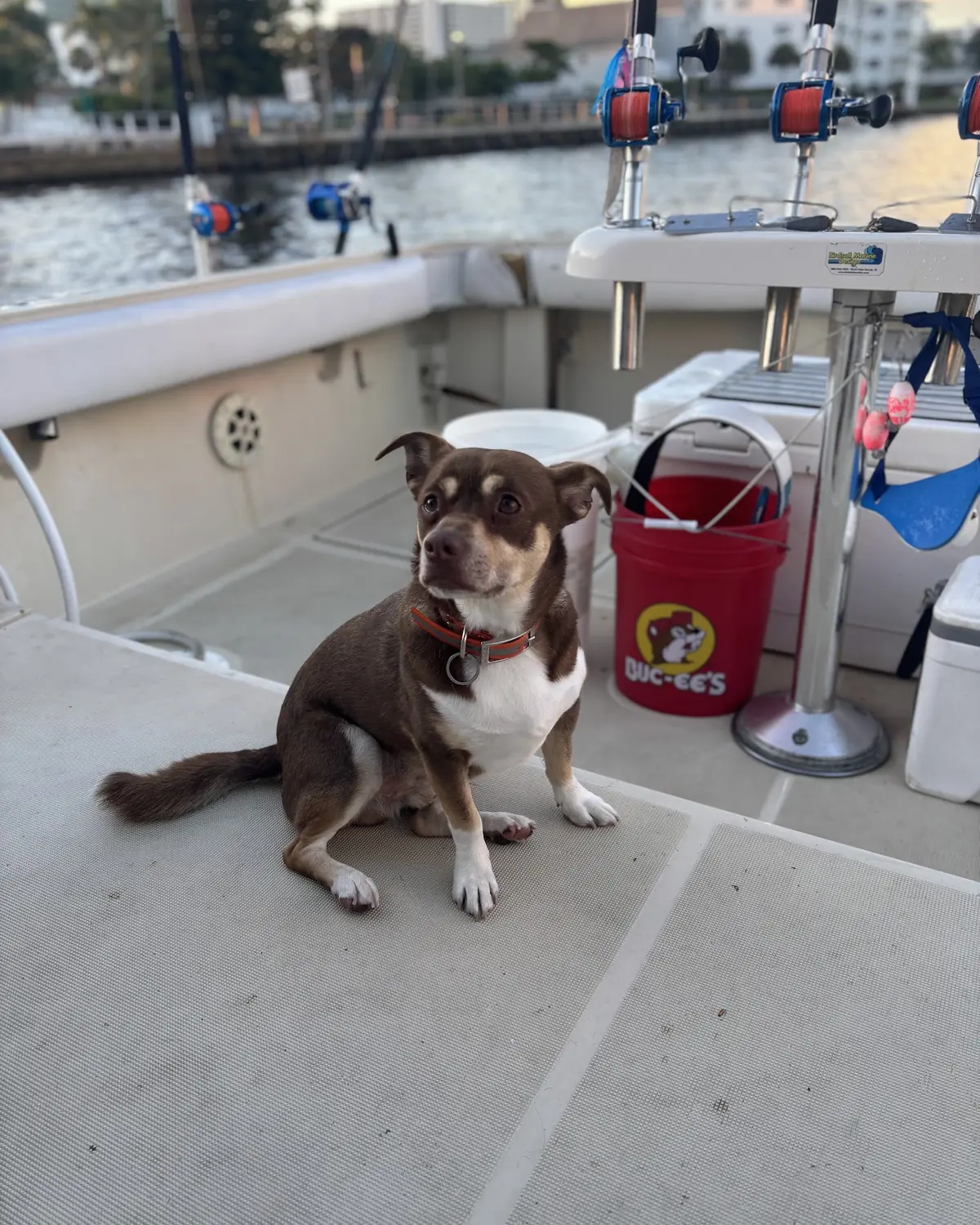 The boat&rsquo;s dock dog sitting on the clean back deck at the end of a trip