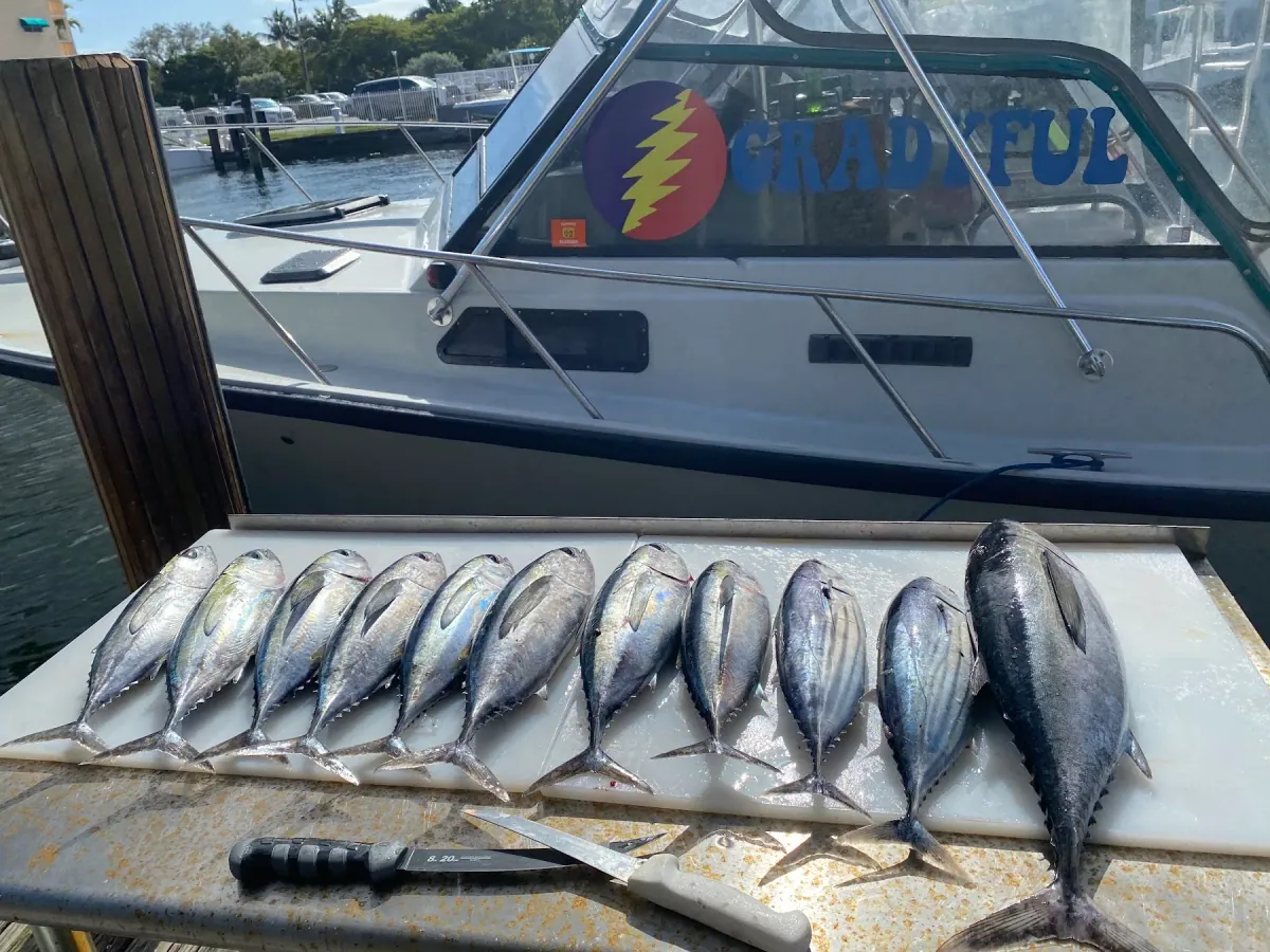 A row of blackfin tuna on the cleaning board beside the Gradyful transom
