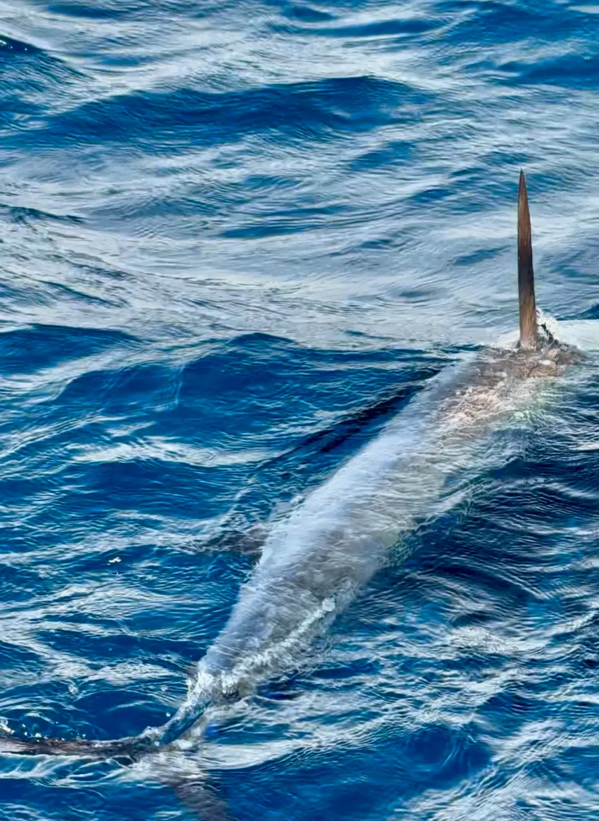A fish coming up through the blue water alongside the boat