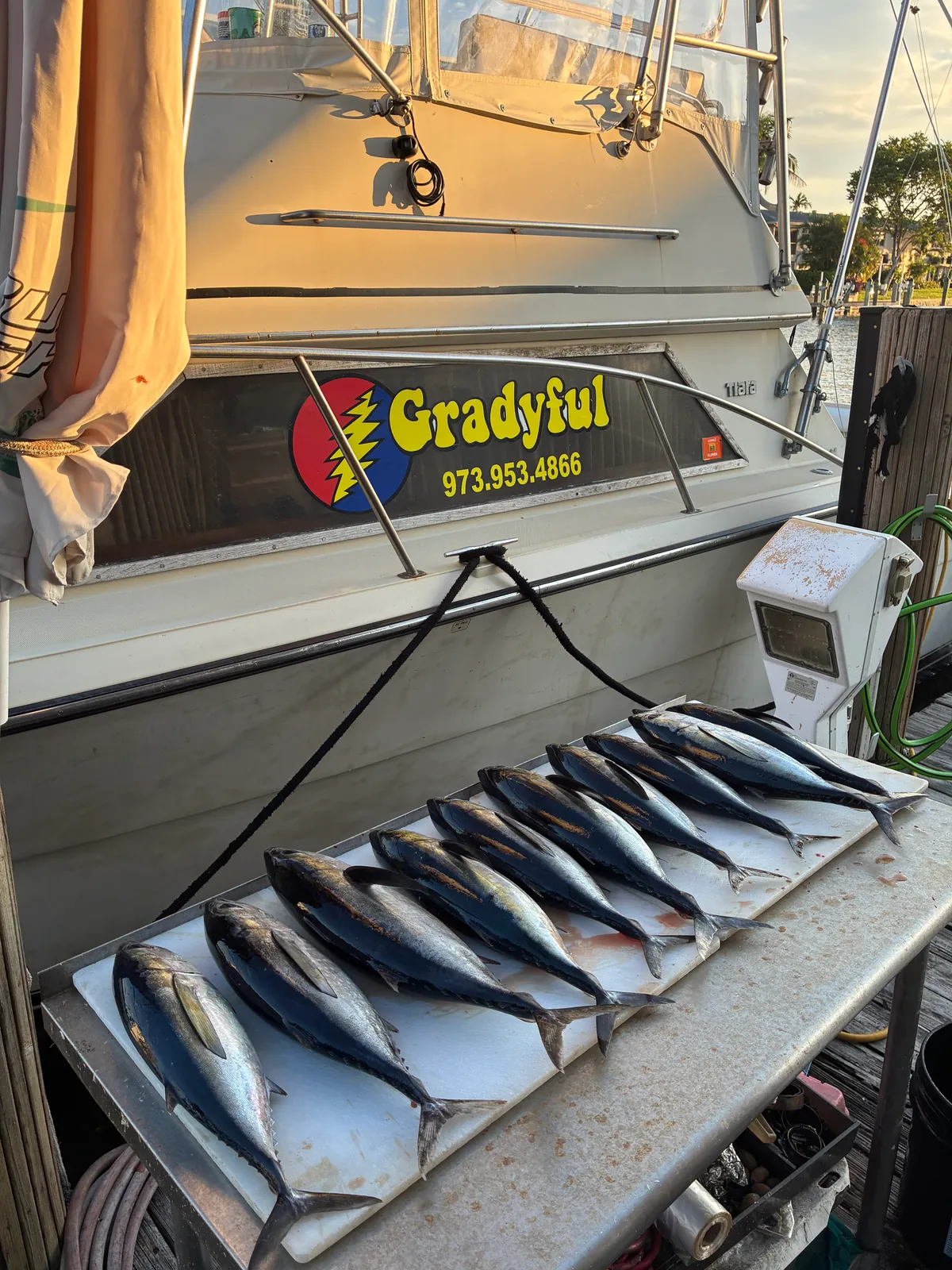 A row of blackfin tuna laid out on the cleaning table in front of the Gradyful boat at sunset