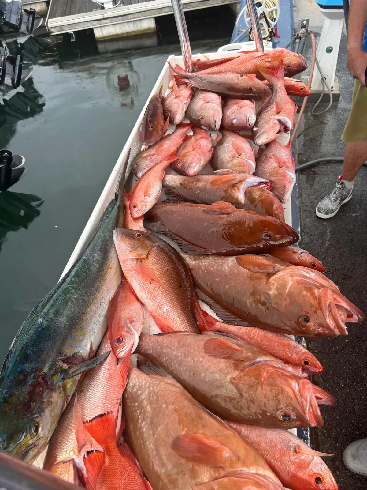 A cleaning board stacked with grouper, snapper and a mahi at the dock after a bottom trip